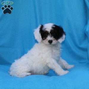 Sparky, Cockapoo Puppy